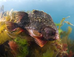 Lumpsucker in very shallow water.
Babbacombe. 10.5mm by Derek Haslam 